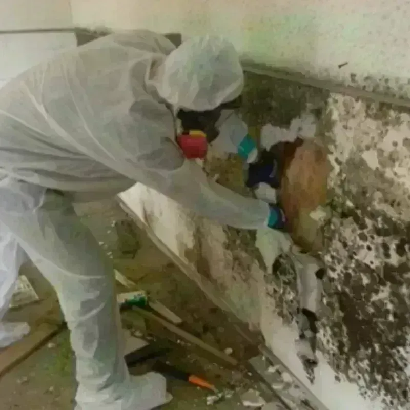 Mold Remediation and Removal in Wailua, HI